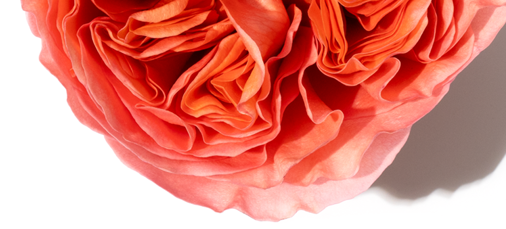 Bulgarian Rose Notă