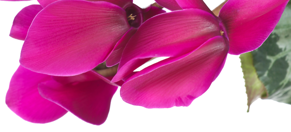 Cyclamen Notă