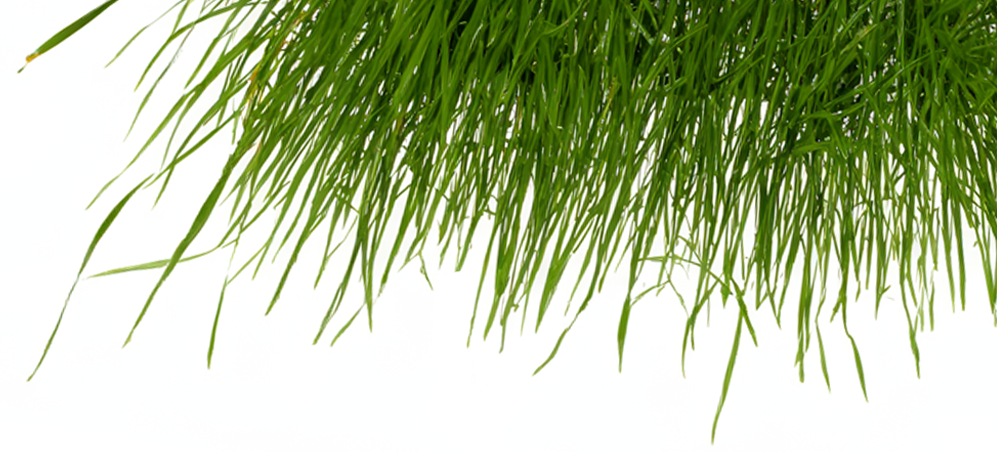 Vetiver Notă
