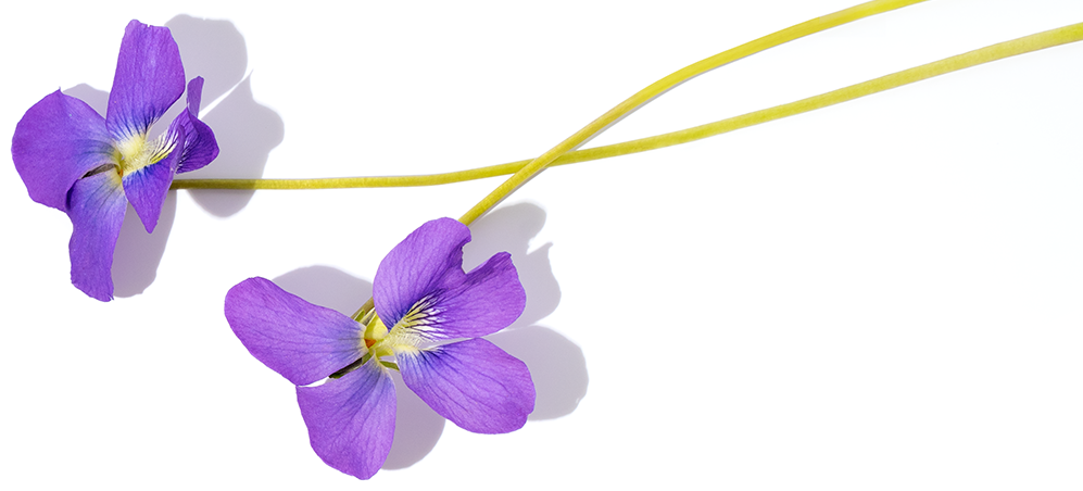 Notă violetă